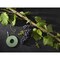 Velcro Brand Velcro ONE-WRAP 0.5 in. W 1 pk Garden Ties VEL30071ACS-AMS - alternate 8